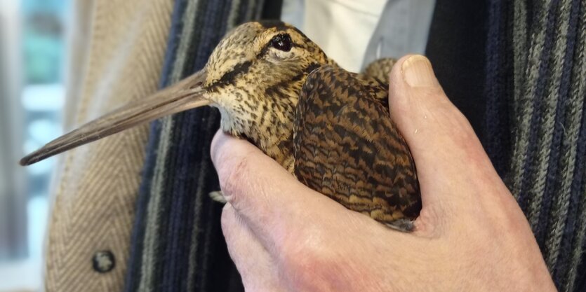 Ein Vogel, die Waldschnepfe, in der Hand eines Mannes