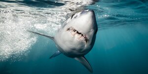 Ein Unterwasserbild eines Mako-Haies. Er hält eine Flosse nahe an die Wasseroberfläche und hat das Maul mit großen Zähnen ein klein wenig geöffnet