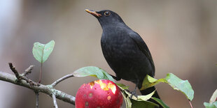 Eine Amsel sitzt in einem Baum