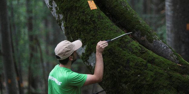 Ein Greenpeace Aktivist misst einen Baum in einem Naturschutzgebiet im Norden von Bukarest