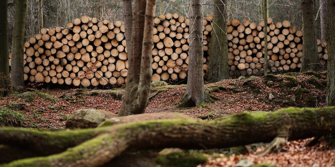 Baumstämme liegen gestapelt im Wald