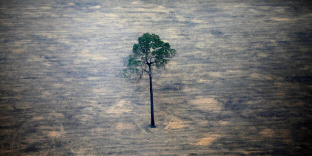 Ein einzelner großer Baum steht in einem Stück Regenwald das abgeholzt wurde