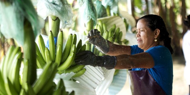 Arbeiterin wäscht Bananen für den Export auf einer Plantage in Ecuador