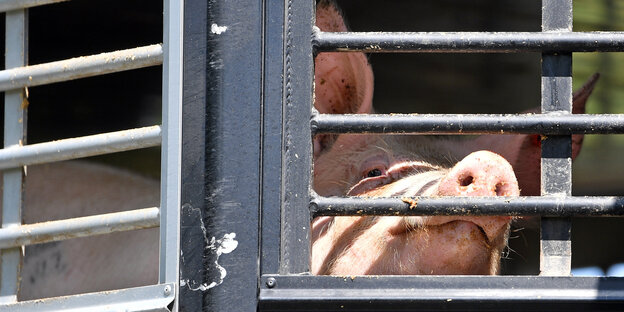 Ein Schwein hinter Gittern in einem Tiertransporter
