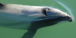 Ein Maui-Delfin schwimmt durch das Wasser