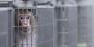 Affe hinter Gittern