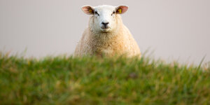 Frühmorgendliche Stimmung, ein grüner Graswall verdeckt den Körper eines Schafs. Nur sein Gesicht ist zu sehen. Es schaut direkt in die Kamera.