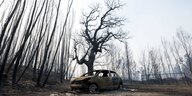 Ein ausgebranntes Auto und ein Waldstück mit kahlen Bäumen nach einem Waldbrand