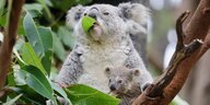 Zwei junge Koalas sitzen auf einem Eucalyptusbaum