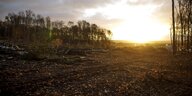 Rodungsschneise für die A49 durch den Dannenröder Wald im Sonnenuntergang