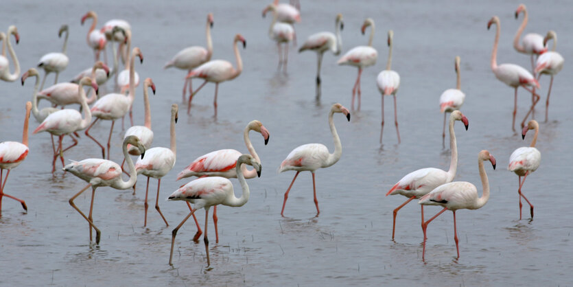 Flamingos stehen im Wasser