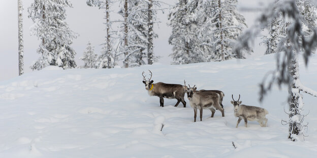 Vier Rentiere in einer Winterlandschaft.
