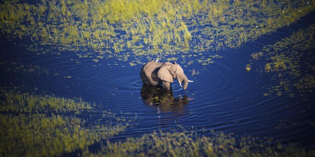 Ein Elefant durchquert einen Fluss - Luftaufnahme, Botswana Okavango Delta
