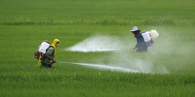 Zwei Bauern versprühen Pestitzide auf einem Reisfeld