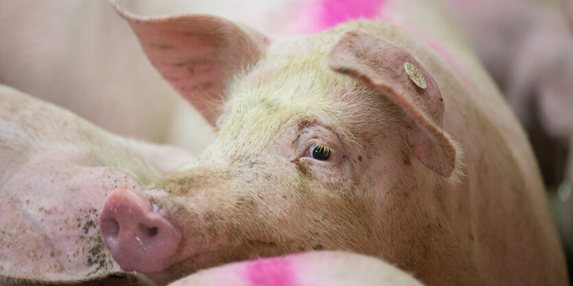 Ein Schwein im Stall