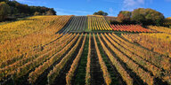 Hügelige Landschaft mit langen Reihen von Weinstöcken