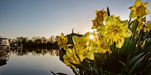 Blühende Blumen am Rand der Dove-Elbe