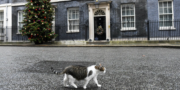 Eine Katze auf der Straße vor dem Amtssitz des britischen Premierministers