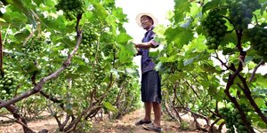 Ein Arbeiter zwischen Weinstöcken im Wei-Anbaugebiet der Shandong Provinz, China