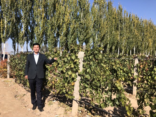 Shao Qingsong, Winzer in der westchinesische Provinz Ningxia