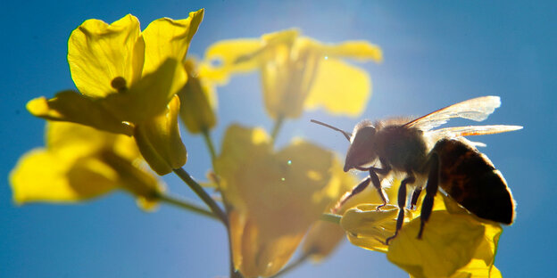 Eine Biene auf einer Raps-Blüte