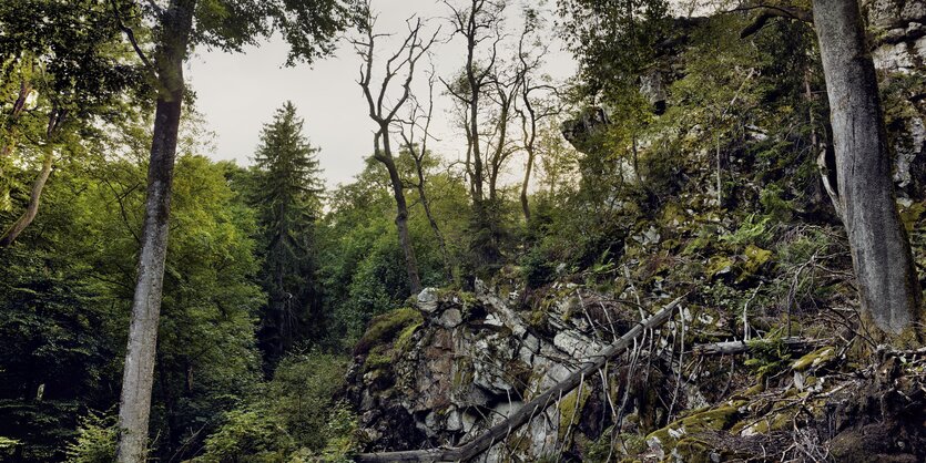 Zwischen Felsen und Bäumen liegen zahlreiche modrige Stämme und Bruchholz