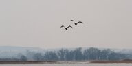 Zwei Schwäne fliegen über einer Wasserlandschaft