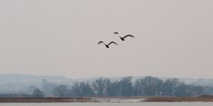 Zwei Schwäne fliegen über einer Wasserlandschaft