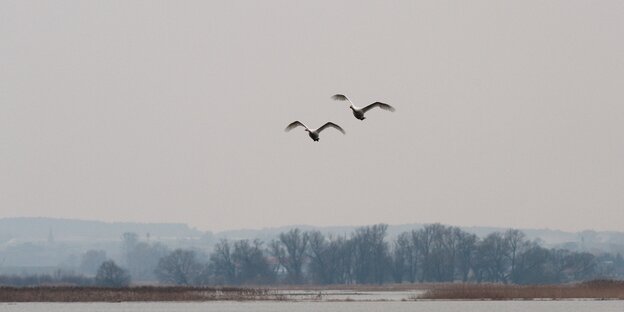 Zwei Schwäne fliegen über einer Wasserlandschaft
