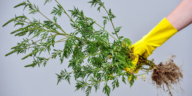 Eine ausgerissene Ambrosiapflanze wird von einer Hand im Gummihandschuh gehalten.