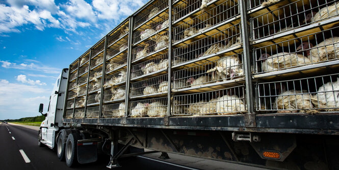 Tiertransporter auf einer Landstraße.