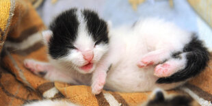 Ein schwarz-weißes Katzenbaby liegt auf einer Decke