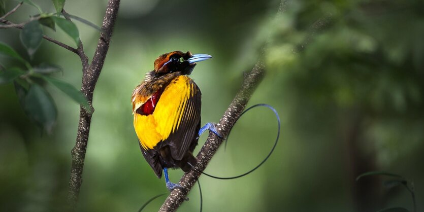 Ein Paradiesvogel auf einem Ast.