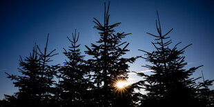 Tannenbäume zeichnen sich auf einer Weihnachtsbaumplantage