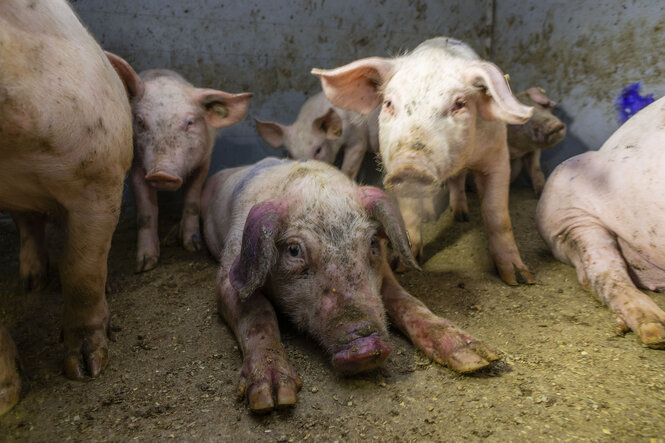 Schweine auf dem betroffenen Hof