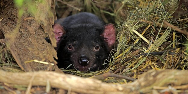 Tasmanischer Teufel im Unterholz