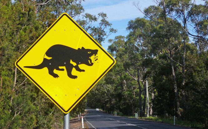 Gelbes Schild mit Grafik Tasmanischer Teufel am Straßenrand