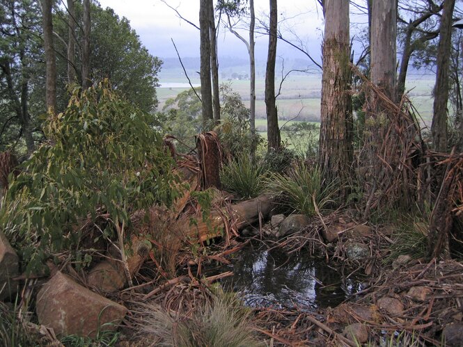 Sumpfartiges Gewässer in einem Waldstück in Tasmanien, Atstralien