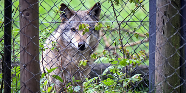 Ein Wolf hinter einem Zaun