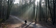 Viele Bäume, schräges Licht, ein Weg, ein Hund allein unterwegs