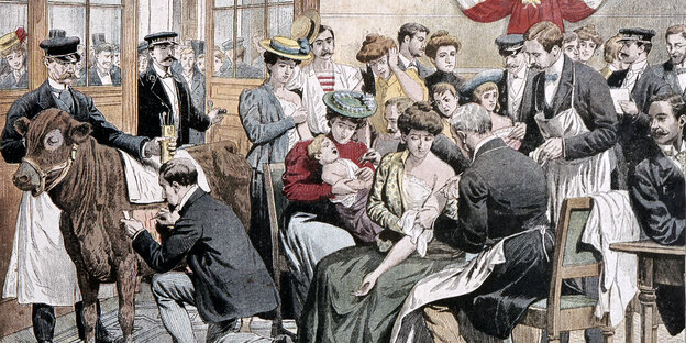 Illustration: Pockenimpfung im Jahr 1905 - Impfstoff wird wird wie in der Abbildung gezeigt direkt dem infizierten Tier entnommen