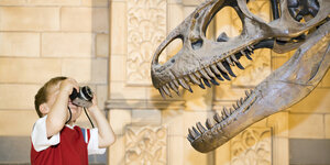 Ein Junge fotografiert den SChädel eines Tyrannosaurus rex im Museum