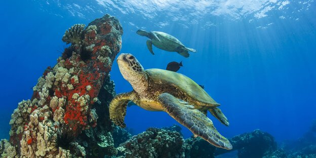 Zwei grüne Meeresschildkröten unter Wasser in blauem Wasser neben Korallen