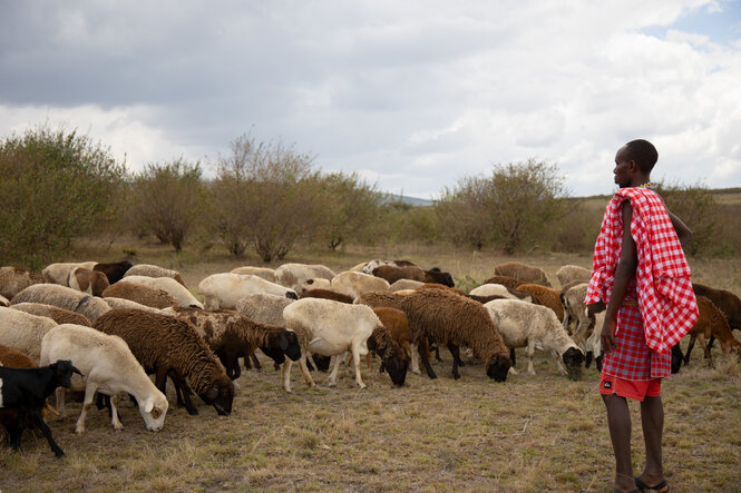 Ein Maasai hütet Schafe.