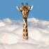 Eine Giraffe schaut über ein dichtes Wolkenfeld. Bildnachweis: Grant Faint/getty