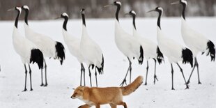 Ein Fuchs streicht an einem Schwarm Kraniche vorbei.