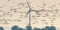 Brandenburg, Sachsendorf: Wildgänse fliegen am Himmel über dem Oderbruch, während sich im Hintergrund ein Windrad dreht.