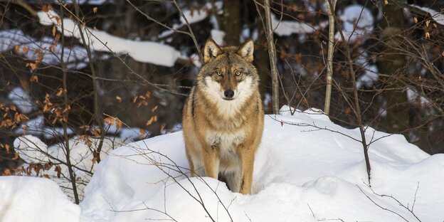Ein Wolf in winterlicher Landschaft