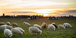 Schafe weiden vor einem Sonnenuntergang