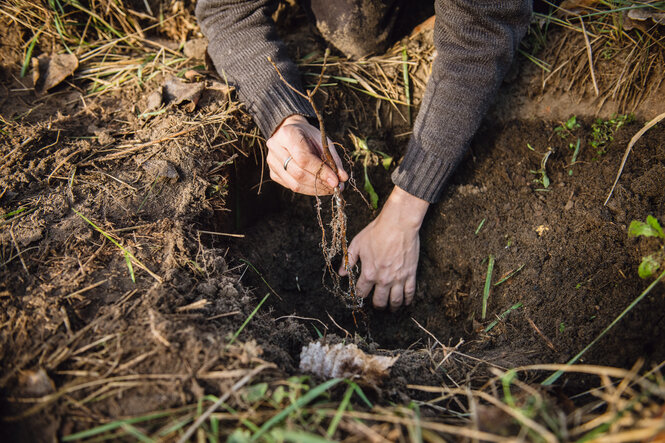 Zwei Hände graben im Waldboden